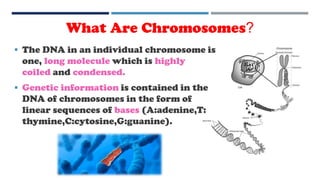  The DNA in an individual chromosome is
one, long molecule which is highly
coiled and condensed.
 Genetic information is contained in the
DNA of chromosomes in the form of
linear sequences of bases (A:adenine,T:
thymine,C:cytosine,G:guanine).
What Are Chromosomes?
 