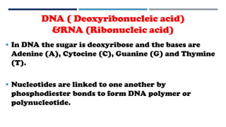 DNA ( Deoxyribonucleic acid)
&RNA (Ribonucleic acid)
 In DNA the sugar is deoxyribose and the bases are
Adenine (A), Cytocine (C), Guanine (G) and Thymine
(T).
 Nucleotides are linked to one another by
phosphodiester bonds to form DNA polymer or
polynucleotide.
 