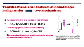 Translocations: chch features of hematologic
malignancies two mechanisms
1- Generation of fusion protein
 PML-RARA in t(15;17) in M3
(inhibit apoptosis, differentiation block)
 BCR-ABL in t(9;22) in CML
(Increased proliferation, inhibit apoptosis, increase
cell adhesive abnormalities)
 