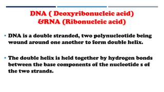 DNA ( Deoxyribonucleic acid)
&RNA (Ribonucleic acid)
 DNA is a double stranded, two polynucleotide being
wound around one another to form double helix.
 The double helix is held together by hydrogen bonds
between the base components of the nucleotide s of
the two strands.
 