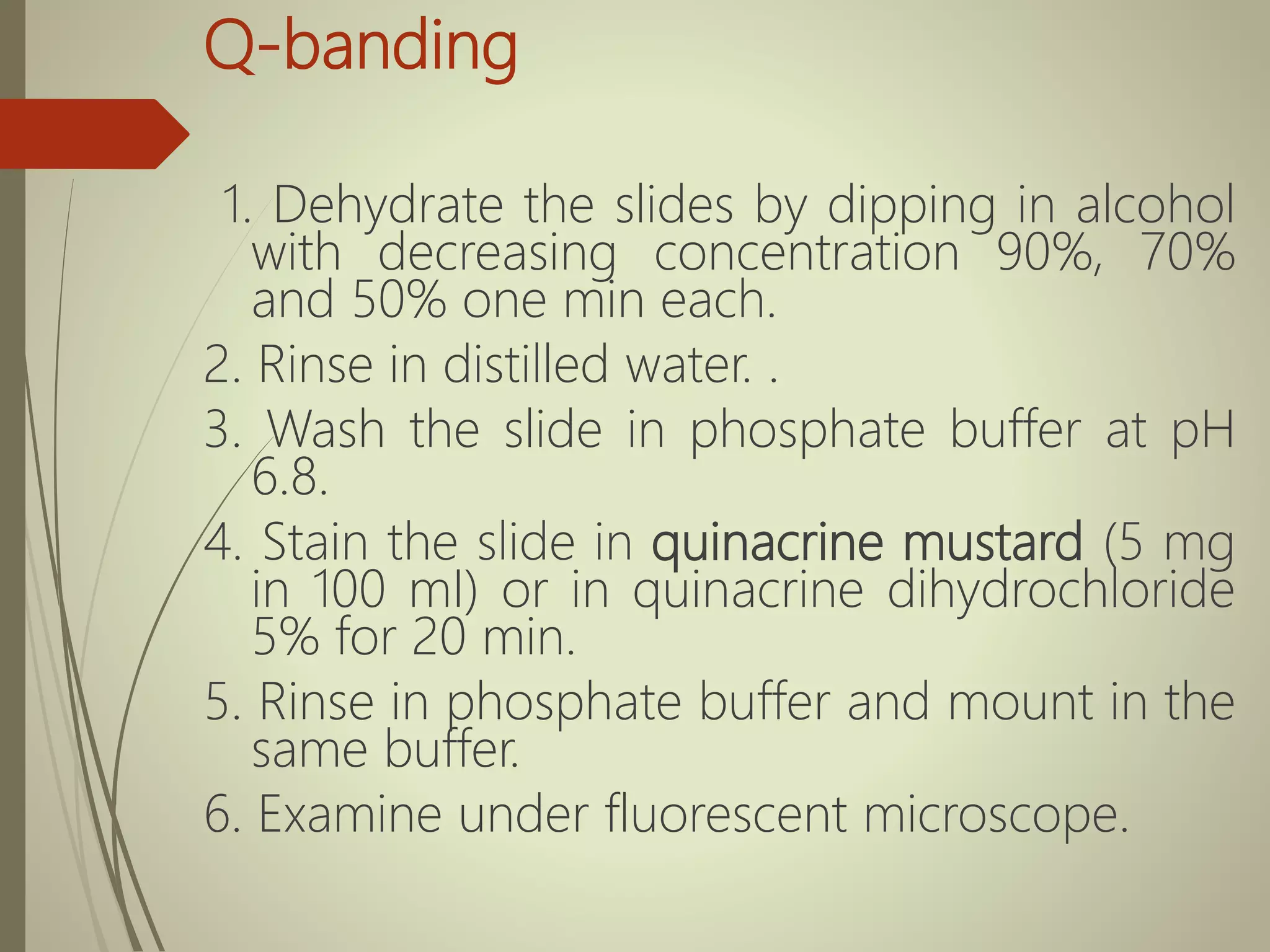 Q-banding
1. Dehydrate the slides by dipping in alcohol
with decreasing concentration 90%, 70%
and 50% one min each.
2. Rinse in distilled water. .
3. Wash the slide in phosphate buffer at pH
6.8.
4. Stain the slide in quinacrine mustard (5 mg
in 100 mI) or in quinacrine dihydrochloride
5% for 20 min.
5. Rinse in phosphate buffer and mount in the
same buffer.
6. Examine under fluorescent microscope.
 