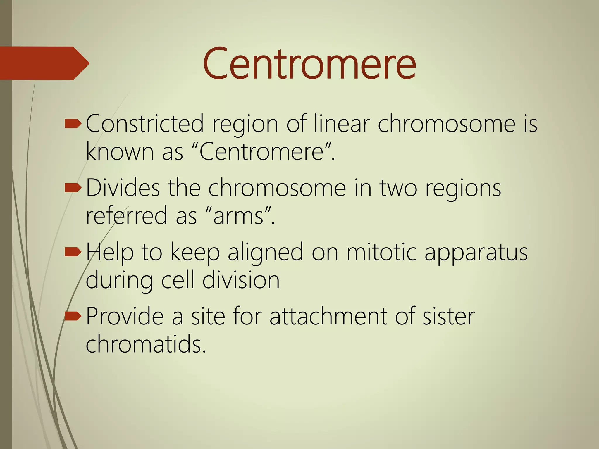 Centromere
Constricted region of linear chromosome is
known as “Centromere”.
Divides the chromosome in two regions
referred as “arms”.
Help to keep aligned on mitotic apparatus
during cell division
Provide a site for attachment of sister
chromatids.
 