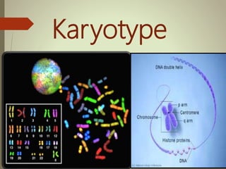 Karyotype
 