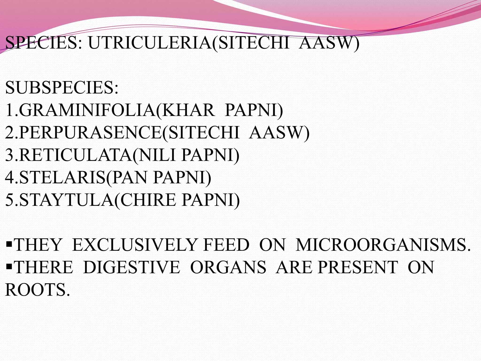 SPECIES: UTRICULERIA(SITECHI AASW) 
SUBSPECIES: 
1.GRAMINIFOLIA(KHAR PAPNI) 
2.PERPURASENCE(SITECHI AASW) 
3.RETICULATA(NILI PAPNI) 
4.STELARIS(PAN PAPNI) 
5.STAYTULA(CHIRE PAPNI) 
THEY EXCLUSIVELY FEED ON MICROORGANISMS. 
THERE DIGESTIVE ORGANS ARE PRESENT ON 
ROOTS. 
 
