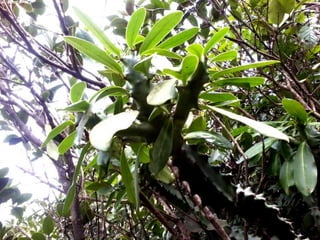 Kas Tree Kas | PPTX