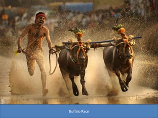 Buffalo Race
 