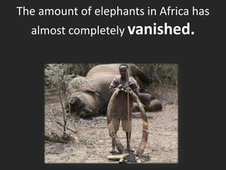 The amount of elephants in Africa has
  almost completely vanished.
 