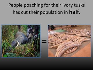 People poaching for their ivory tusks
  has cut their population in half.




               =
 