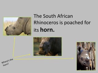 The South African
Rhinoceros is poached for
its horn.
 