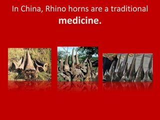 In China, Rhino horns are a traditional
             medicine.
 