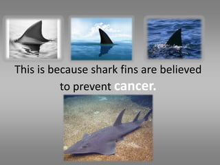 This is because shark fins are believed
          to prevent cancer.
 