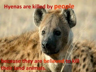 Hyenas are killed by people




because they are believed to kill
their land animals.
 