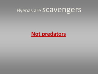 Hyenas are   scavengers

     Not predators
 