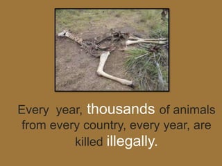 Every year, thousands of animals
from every country, every year, are
         killed illegally.
 