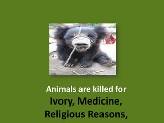 Animals are killed for
 Ivory, Medicine,
Religious Reasons,
 