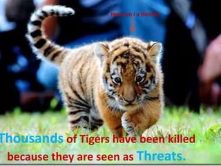 How am I a threat?




Thousands of Tigers have been killed
 because they are seen as Threats.
 