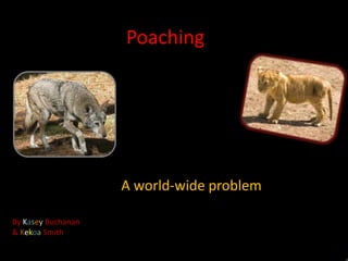 Poaching




                    A world-wide problem

By Kasey Buchanan
& Kekoa Smith
 