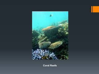 Coral Reefs
 