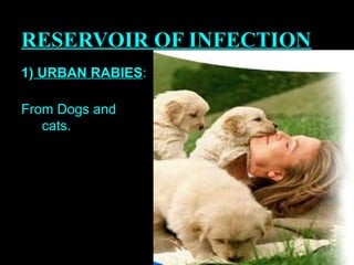 RESERVOIR OF INFECTION 
1) URBAN RABIES: 
From Dogs and 
cats. 
 