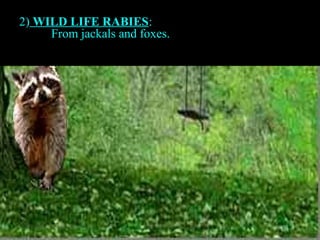 2) WILD LIFE RABIES: 
From jackals and foxes. 
 
