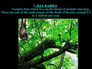 3) BAT RABIES: 
Vampire bats which live on the blood of animals and men. 
These are one of the main causes of the death of bovine, around 0.5 
to 1 million per year. 
 
