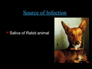 Source of Infection 
 Saliva of Rabid animal 
 