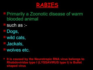 RABIES 
 Primarily a Zoonotic disease of warm 
blooded animal 
 such as :- 
 Dogs, 
wild cats, 
 Jackals, 
wolves etc. 
 It is caused by the Neurotropic RNA virus belongs to 
Rhabdoviridae type I (LYSSAVIRUS type I) is Bullet 
shaped virus 
 