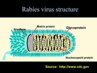 Rabies virus structure 
Envelope 
Matrix protein 
Glycoprotein 
Nucleocapsid protein 
Source: http://www.cdc.gov 
 