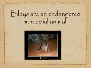 Bilbys are an endangered
marsupial animal.
 