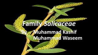 Family Salicaceae
By Muhammad Kashif
Muhammad Waseem
 
