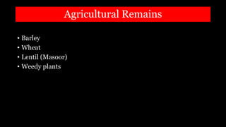 Agricultural Remains
• Barley
• Wheat
• Lentil (Masoor)
• Weedy plants
 