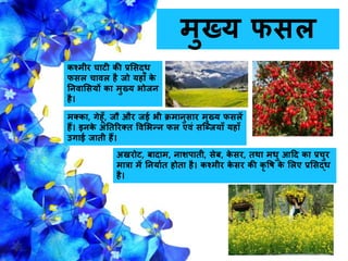 मुख्य िसल
कश्मीर घाटी की प्रससद्ि
िसल िावल है िो यहााँ के
निवाससयों का मुख्य भोिि
है।
अखरोट, बादाम, िाशपाती, सेब, के सर, तथा मिु आहद का प्रिुर
मात्रा में नियागत होता है। कश्मीर के सर की कर वर् के सलए प्रससद्ि
है।
मक्का, गेहूाँ, िौ और िई भी क्रमािुसार मुख्य िसलें
हैं। इिके अनतररक्त ववसभन्ि िल एवं सजजियााँ यहााँ
उगाई िाती हैं।
 