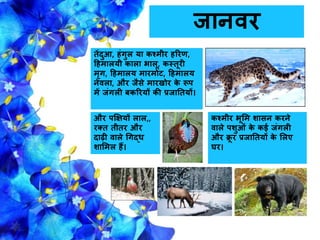 और पक्षियों लाल,,
रक्त तीतर और
दाढ़ी वाले धगद्ि
शासमल हैं।
कश्मीर भूसम शासि करिे
वाले पशुओं के कई िंगली
और क्रू र प्रिानतयों के सलए
घर।
तेंदुआ, हंगुल या कश्मीर हररण,
हहमालयी काला भालू, कस्तूरी
मरग, हहमालय मारमोट, हहमालय
िेवला, और िैसे मारखोर के रूप
में िंगली बकररयों की प्रिानतयों।
िािवर
 