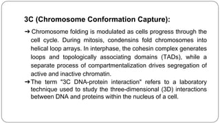 3C (Chromosome Conformation Capture):
➔ Chromosome folding is modulated as cells progress through the
cell cycle. During mitosis, condensins fold chromosomes into
helical loop arrays. In interphase, the cohesin complex generates
loops and topologically associating domains (TADs), while a
separate process of compartmentalization drives segregation of
active and inactive chromatin.
➔The term "3C DNA-protein interaction" refers to a laboratory
technique used to study the three-dimensional (3D) interactions
between DNA and proteins within the nucleus of a cell.
 