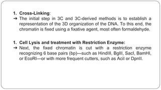 1. Cross-Linking:
➔ The initial step in 3C and 3C-derived methods is to establish a
representation of the 3D organization of the DNA. To this end, the
chromatin is fixed using a fixative agent, most often formaldehyde.
1. Cell Lysis and treatment with Restriction Enzyme:
➔ Next, the fixed chromatin is cut with a restriction enzyme
recognizing 6 base pairs (bp)—such as HindIII, BglII, SacI, BamHI,
or EcoRI—or with more frequent cutters, such as AciI or DpnII.
 