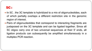 5C :
➔ In 5C , the 3C template is hybridized to a mix of oligonucleotides, each
of which partially overlaps a different restriction site in the genomic
region of interest.
➔ Pairs of oligonucleotides that correspond to interacting fragments are
juxtaposed on the 3C template and can be ligated together. Since all
5C oligos carry one of two universal sequences at their 5′ ends, all
ligation products can subsequently be amplified simultaneously in a
multiplex PCR reaction.
 