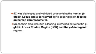 ➔5C was developed and validated by analyzing the human β-
globin Locus and a conserved gene desert region located
on human chromosome 16.
➔5C analysis also identified a looping interaction between the β-
globin Locus Control Region (LCR) and the γ–δ intergenic
region.
 