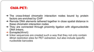 ChIA-PET:
➔ The cross-linked chromatin interaction nodes bound by protein
factors are enriched by ChIP
➔ Remote DNA elements tethered together in close spatial distance in
these chromatin interaction nodes
➔ They are connected through proximity ligation with oligonucleotide
DNA linkers.
➔ Exmaple(MmeI):
➔ linker sequences are created such a way that they not only contain
MmeI restriction sites for PET extraction, but also include specific
nucleotide barcodes
 