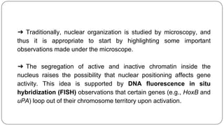 ➔ Traditionally, nuclear organization is studied by microscopy, and
thus it is appropriate to start by highlighting some important
observations made under the microscope.
➔ The segregation of active and inactive chromatin inside the
nucleus raises the possibility that nuclear positioning affects gene
activity. This idea is supported by DNA fluorescence in situ
hybridization (FISH) observations that certain genes (e.g., HoxB and
uPA) loop out of their chromosome territory upon activation.
 
