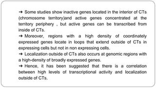 ➔ Some studies show inactive genes located in the interior of CTs
(chromosome territory)and active genes concentrated at the
territory periphery , but active genes can be transcribed from
inside of CTs.
➔ Moreover, regions with a high density of coordinately
expressed genes locate in loops that extend outside of CTs in
expressing cells but not in non expressing cells.
➔ Localization outside of CTs also occurs at genomic regions with
a high-density of broadly expressed genes.
➔ Hence, it has been suggested that there is a correlation
between high levels of transcriptional activity and localization
outside of CTs.
 