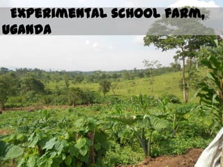 Experimental school farm,
Uganda
 