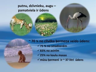 putnu, dzīvnieku, augu –pamatviela ir ūdens~ 70 % no cilvēka ķermeņa veido ūdens:75 % no smadzenēm