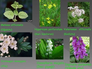 Melissa officinalis
(Oğulotu) Hypericum perforatum
(Sarı kantaron)
Valerianae officinalis
(Kediotu)
Crataegus monogyna
(Alıç)
Convallaria majalis
(İnci çiçeği)
Digitalis purpurea
 