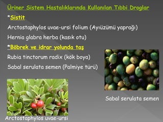Üriner Sistem Hastalıklarında Kullanılan Tıbbi Droglar
*Sistit
Arctostaphylos uvae-ursi folium (Ayıüzümü yaprağı)
Hernia glabra herba (kasık otu)
*Böbrek ve idrar yolunda taş
Rubia tinctorum radix (kök boya)
Sabal serulata semen (Palmiye türü)
Arctostaphylos uvae-ursi
Sabal serulata semen
 