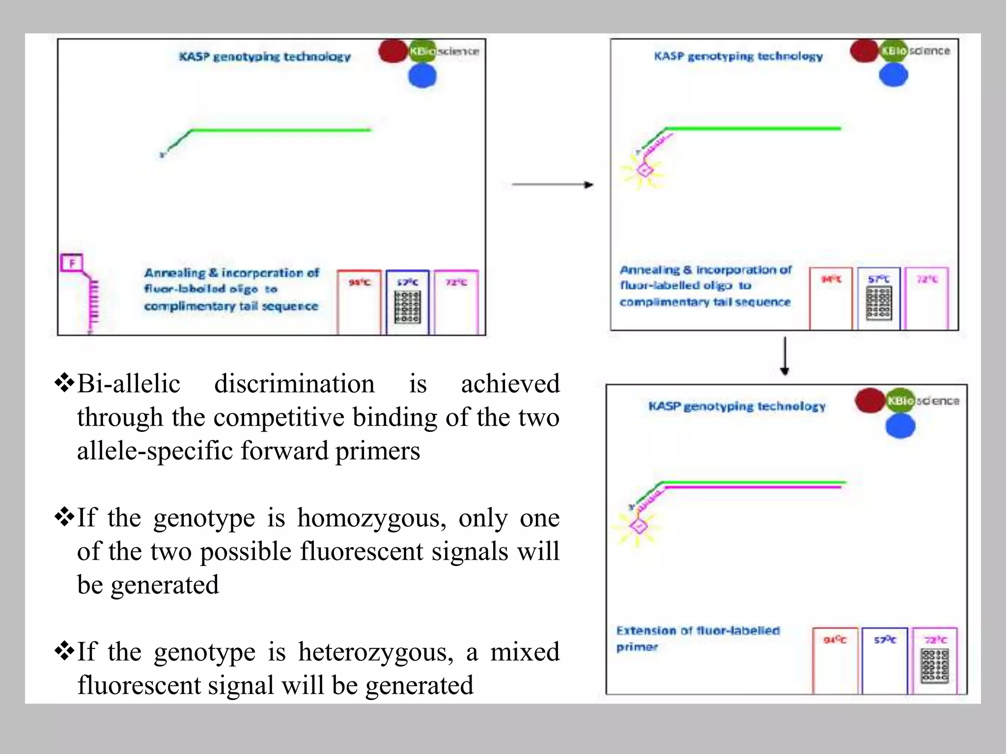 Bi-allelic discrimination is achieved
through the competitive binding of the two
allele-specific forward primers
If the genotype is homozygous, only one
of the two possible fluorescent signals will
be generated
If the genotype is heterozygous, a mixed
fluorescent signal will be generated
 
