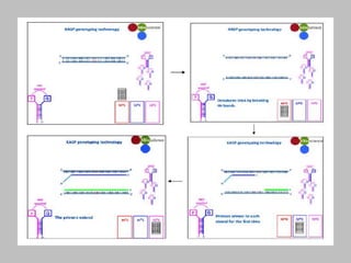 Single Nucleotide Polymorphism Genotyping Using Kompetitive Allele ...