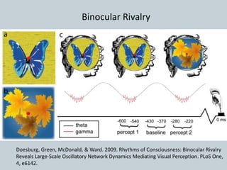 Binocular Rivalry
Doesburg, Green, McDonald, & Ward. 2009. Rhythms of Consciousness: Binocular Rivalry
Reveals Large-Scale Oscillatory Network Dynamics Mediating Visual Perception. PLoS One,
4, e6142.
 