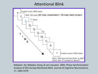 Attentional Blink
Nakatani, Ito, Nikolaev, Gong, & van Leeuwen. 2005. Phase Synchronization
Analysis of EEG during Attentional Blink. Journal of Cognitive Neuroscience,
17, 1969-1979.
 