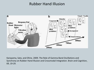 Kanayama, Sato, and Ohira. 2009. The Role of Gamma Band Oscillations and
Synchrony on Rubber Hand Illusion and Crossmodal Integration. Brain and Cognition,
69, 19-29.
Rubber Hand Illusion
 