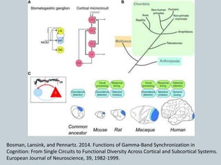 Bosman, Lansink, and Pennartz. 2014. Functions of Gamma-Band Synchronization in
Cognition: From Single Circuits to Functional Diversity Across Cortical and Subcortical Systems.
European Journal of Neuroscience, 39, 1982-1999.
 